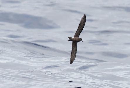 Leach's Storm-Petrel (Oceanodroma leucorhoa) photo image