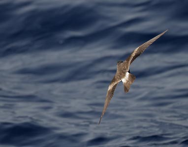 Leach's Storm-Petrel (Oceanodroma leucorhoa) photo image