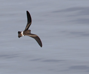 Leach's Storm-Petrel (Oceanodroma leucorhoa) photo image