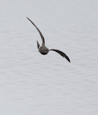 Leach's Storm-Petrel (Oceanodroma leucorhoa) photo image