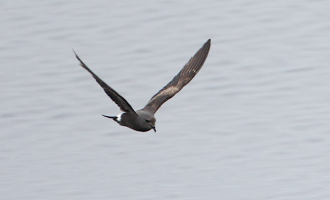 Leach's Storm-Petrel (Oceanodroma leucorhoa) photo image
