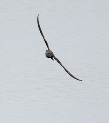 Leach's Storm-Petrel (Oceanodroma leucorhoa) photo image