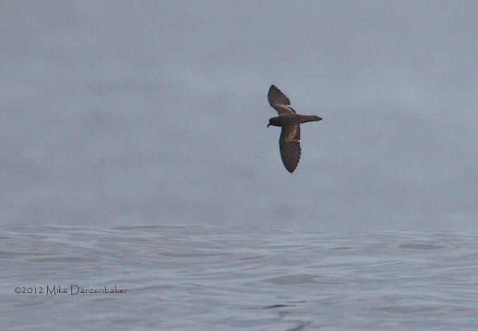 Least Storm-Petrel (Oceanodroma microsoma) photo image