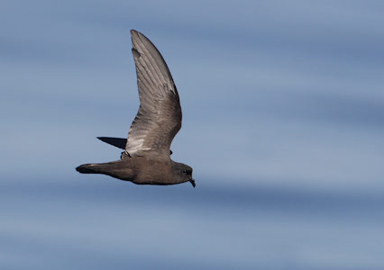 Least Storm-Petrel (Oceanodroma microsoma) photo