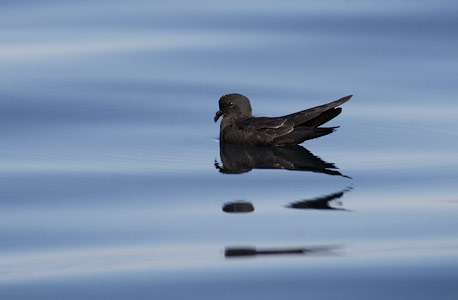 Least Storm-Petrel (Oceanodroma microsoma) photo image
