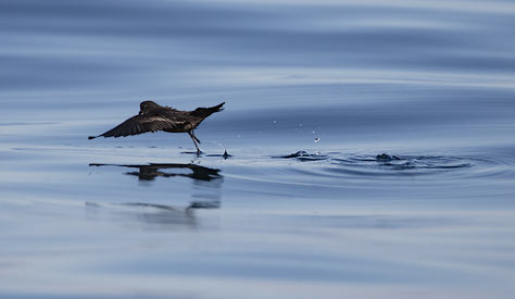 Least Storm-Petrel (Oceanodroma microsoma) photo image