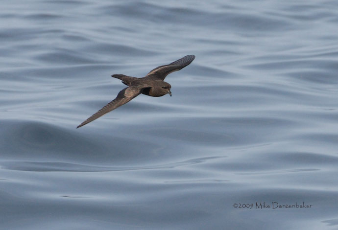 Least Storm-Petrel (Oceanodroma microsoma) photo image
