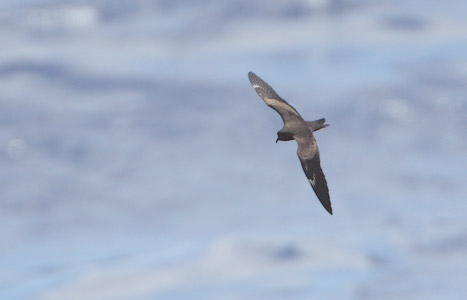 Matsudaira's Storm-Petrel (Oceanodroma matsudairae) photo image