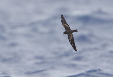Matsudaira's Storm-Petrel (Oceanodroma matsudairae) photo image