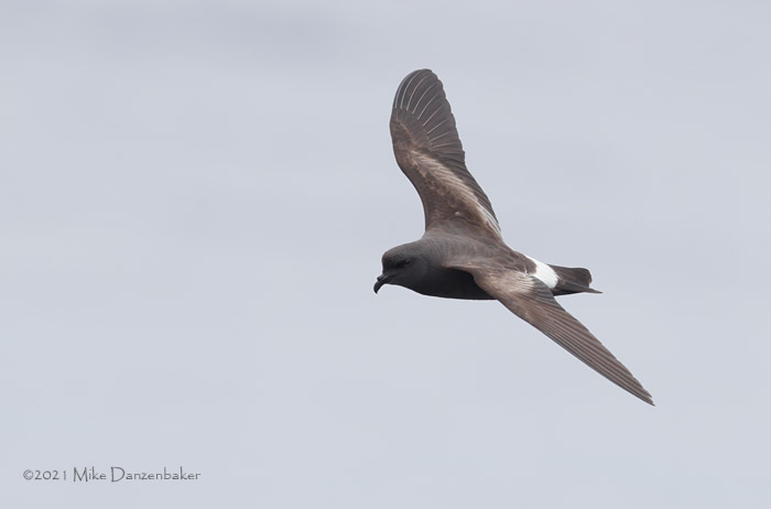 Monteiro's Storm-Petrel (Oceanodroma monteiroi) photo image