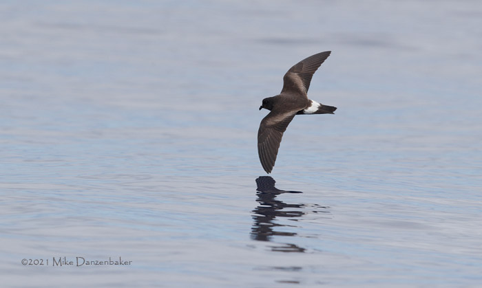 Monteiro's Storm-Petrel (Oceanodroma monteiroi) photo image