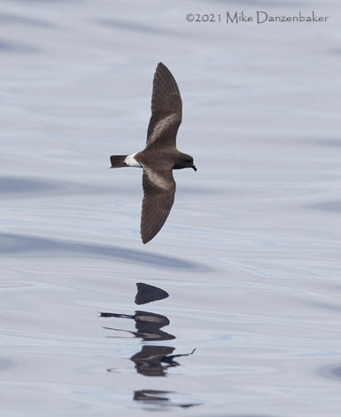 Monteiro's Storm-Petrel (Oceanodroma monteiroi) photo image