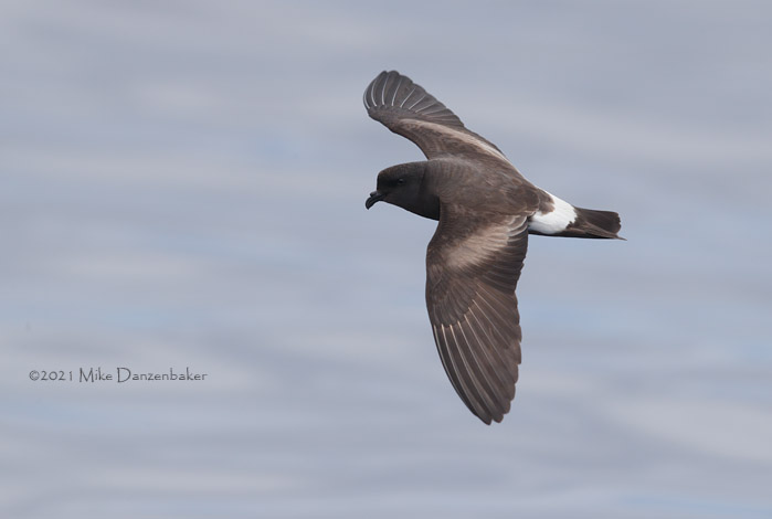 Monteiro's Storm-Petrel (Oceanodroma monteiroi) photo