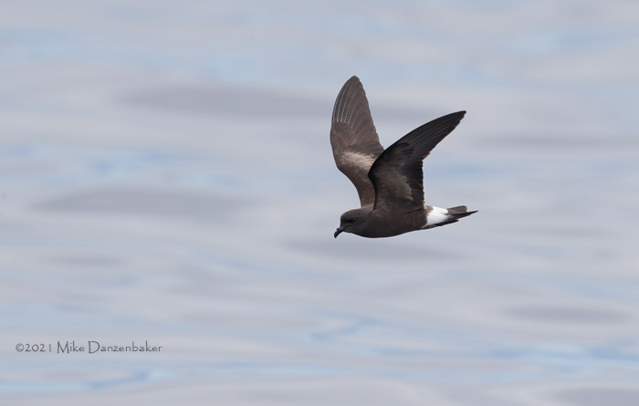 Monteiro's Storm-Petrel (Oceanodroma monteiroi) photo