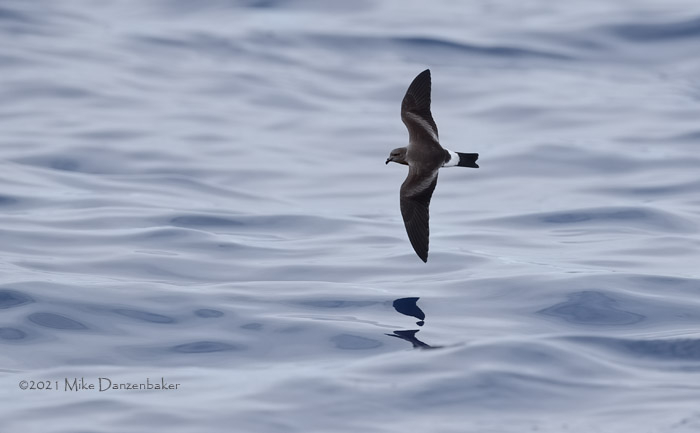 Monteiro's Storm-Petrel (Oceanodroma monteiroi) photo