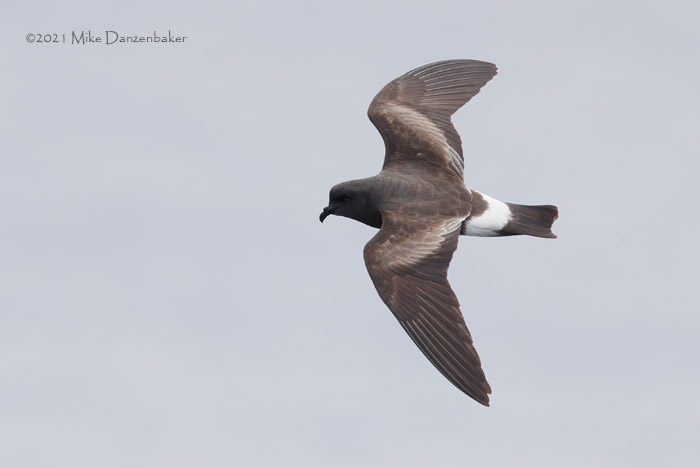 Monteiro's Storm-Petrel (Oceanodroma monteiroi) photo image