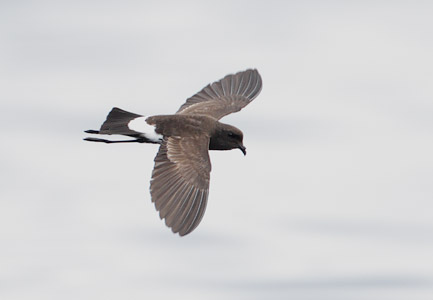 New Zealand Storm-Petrel (Oceanites maorianus) photo image