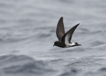 New Zealand Storm-Petrel (Oceanites maorianus) photo image