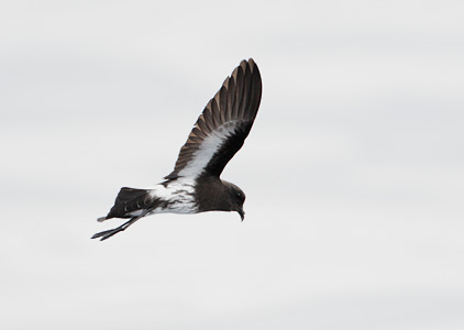 New Zealand Storm-Petrel (Oceanites maorianus) photo image