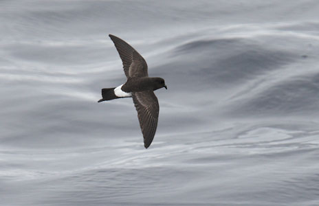 New Zealand Storm-Petrel (Oceanites maorianus) photo image
