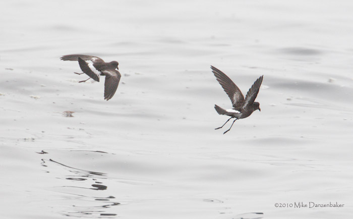 Pincoya Storm-Petrel (Oceanites pincoyae) photo image