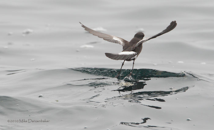 Pincoya Storm-Petrel (Oceanites pincoyae) photo image