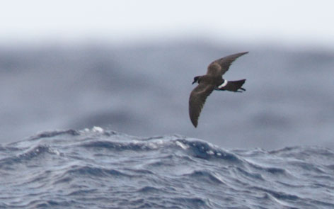 Polynesian Storm-Petrel (Nesofregetta fuliginosa) photo image