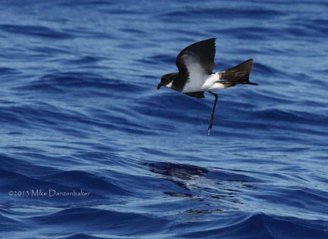 Polynesian Storm-Petrel (Nesofregetta fuliginosa) photo image