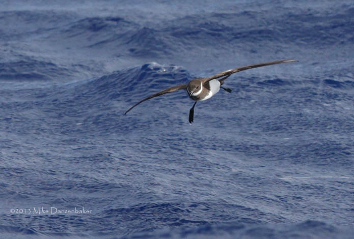 Polynesian Storm-Petrel (Nesofregetta fuliginosa) photo image