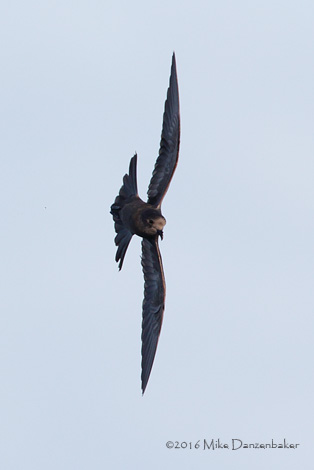 Tristram's Storm-Petrel (Oceanodroma tristrami) photo image