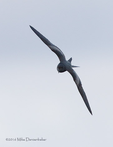 Tristram's Storm-Petrel (Oceanodroma tristrami) photo image