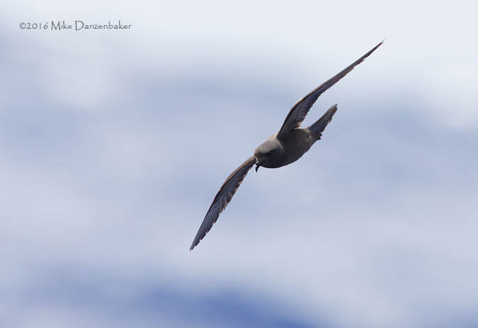 Tristram's Storm-Petrel (Oceanodroma tristrami) photo image