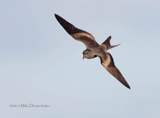 Tristram's Storm-Petrel (Oceanodroma tristrami) photo image