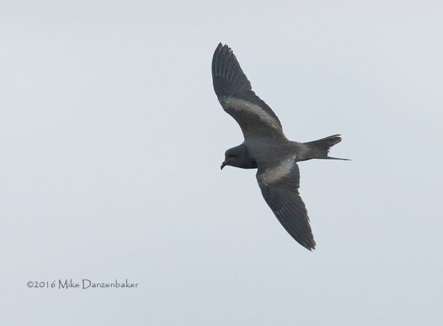 Tristram's Storm-Petrel (Oceanodroma tristrami) photo image
