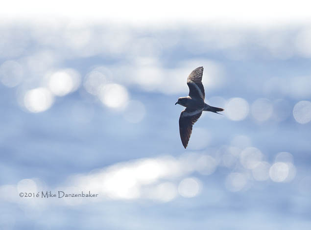 Tristram's Storm-Petrel (Oceanodroma tristrami) photo image
