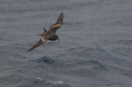 Tristram's (Sooty) Storm-Petrel (Oceanodroma tristrami) photo