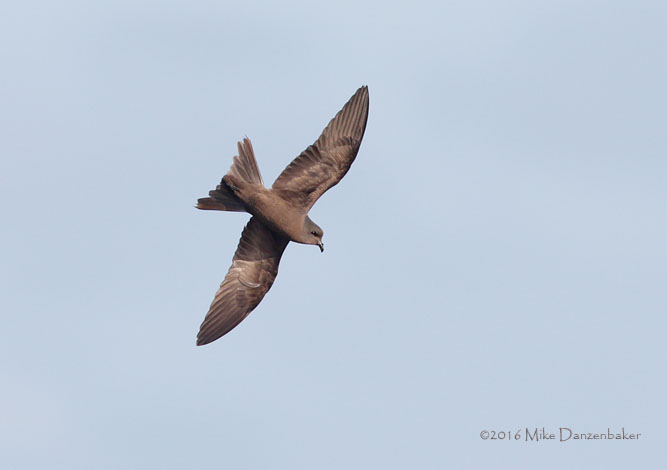 Tristram's Storm-Petrel (Oceanodroma tristrami) photo image