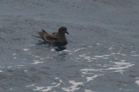 Tristram's (Sooty) Storm-Petrel (Oceanodroma tristrami) photo
