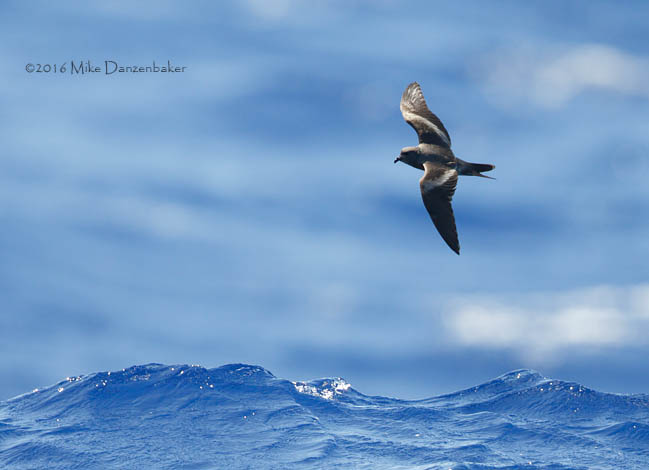 Tristram's Storm-Petrel (Oceanodroma tristrami) photo