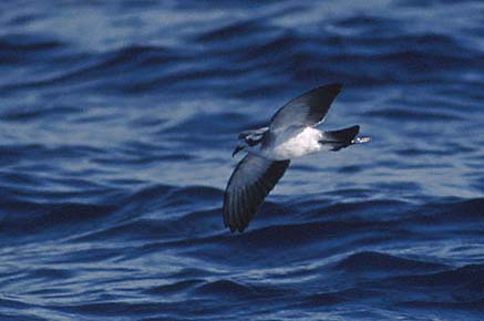 White-faced Storm-Petrel (Pelagodroma marina) photo image