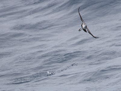 White-faced Storm-Petrel (Pelagodroma marina) photo image