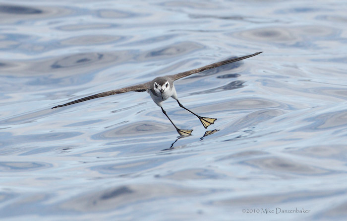 White-faced Storm-Petrel (Pelagodroma marina) photo image