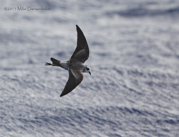 White-faced Storm-Petrel (Pelagodroma marina) photo image