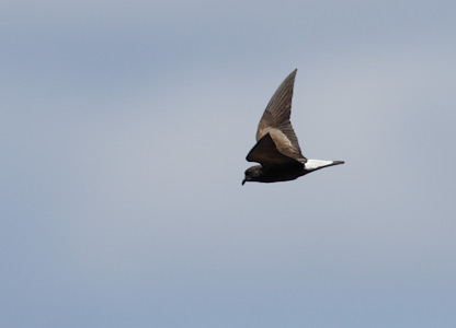 Wedge-rumped Storm-Petrel (Oceanodroma tethys) photo image