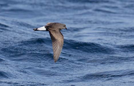 Wedge-rumped Storm-Petrel (Oceanodroma tethys) photo image