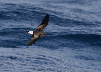 Wedge-rumped Storm-Petrel (Oceanodroma tethys) photo image