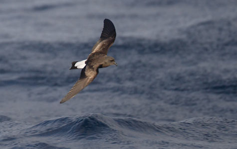 Wedge-rumped Storm-Petrel (Oceanodroma tethys) photo image