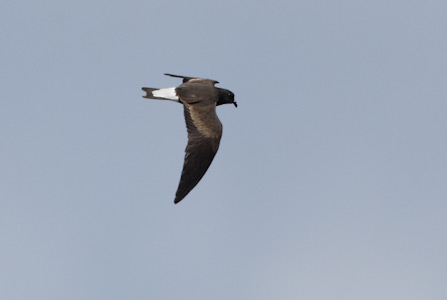 Wedge-rumped Storm-Petrel (Oceanodroma tethys) photo image