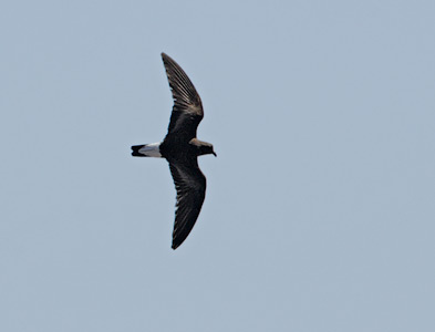 Wedge-rumped Storm-Petrel (Oceanodroma tethys) photo image