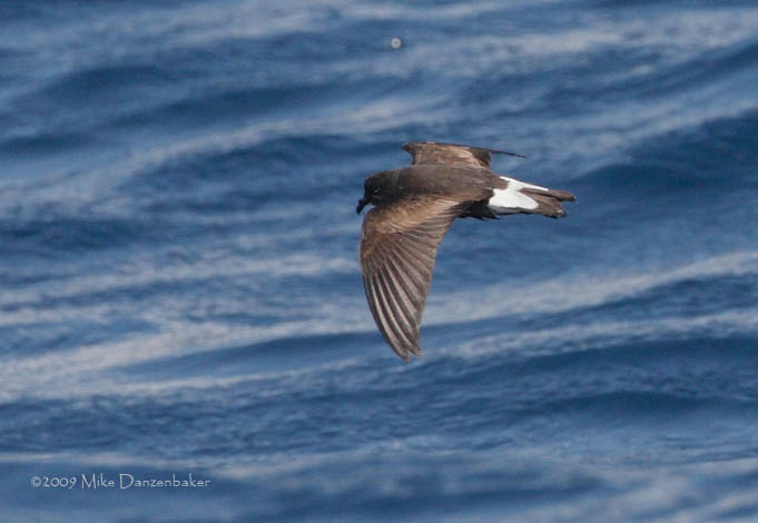 Wedge-rumped Storm-Petrel (Oceanodroma tethys) photo image